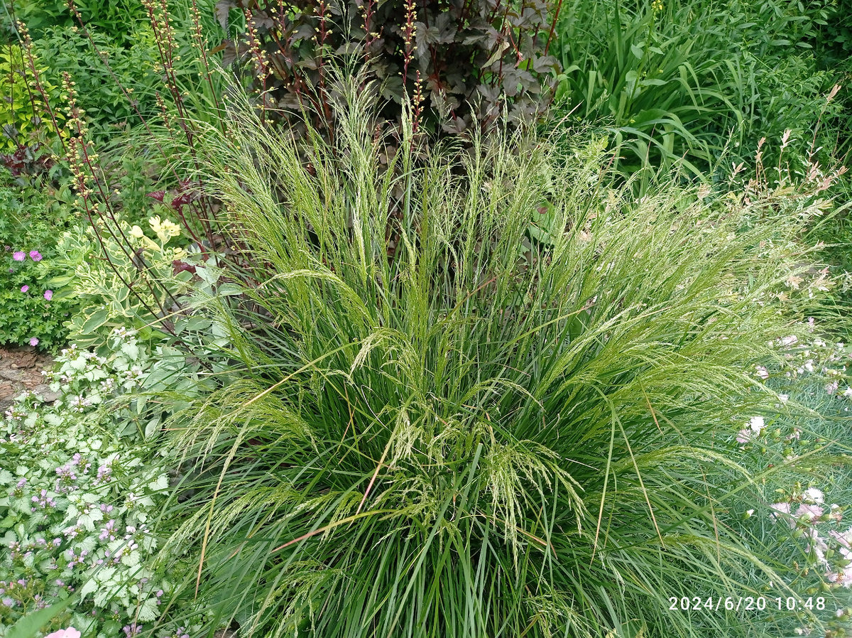 много всего