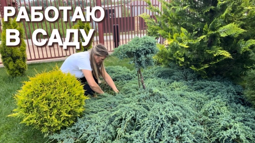 ТРУЖУСЬ В САДУ. ПРОГУЛКА, ПОДВЯЗКА, ОБРЕЗКА. И ЕЖИК НА НОЖКЕ.