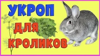 КОРМЛЕНИЕ КРОЛИКОВ: УКРОП