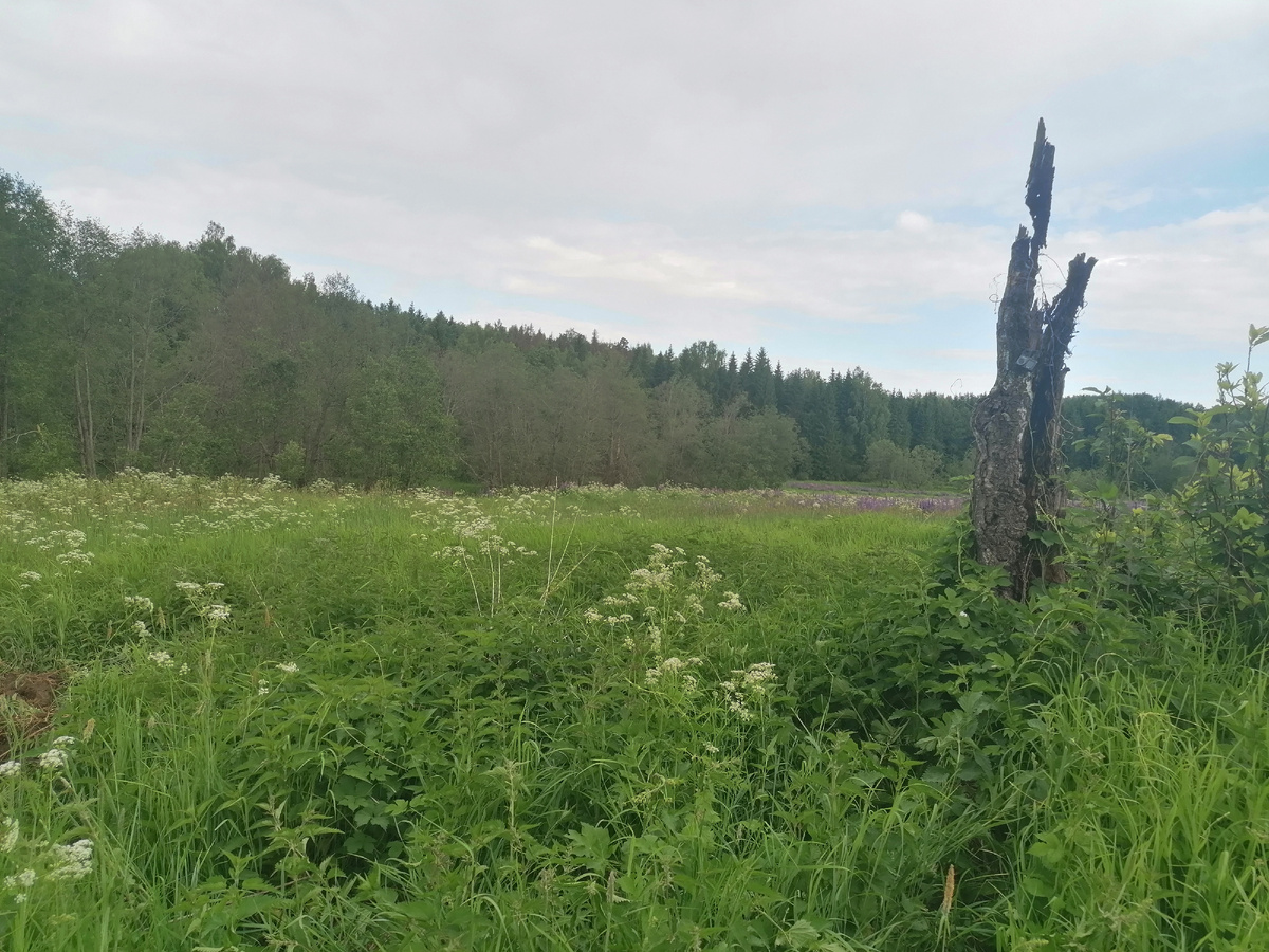 На месте дома торчит остаток дерева и куча крапивы