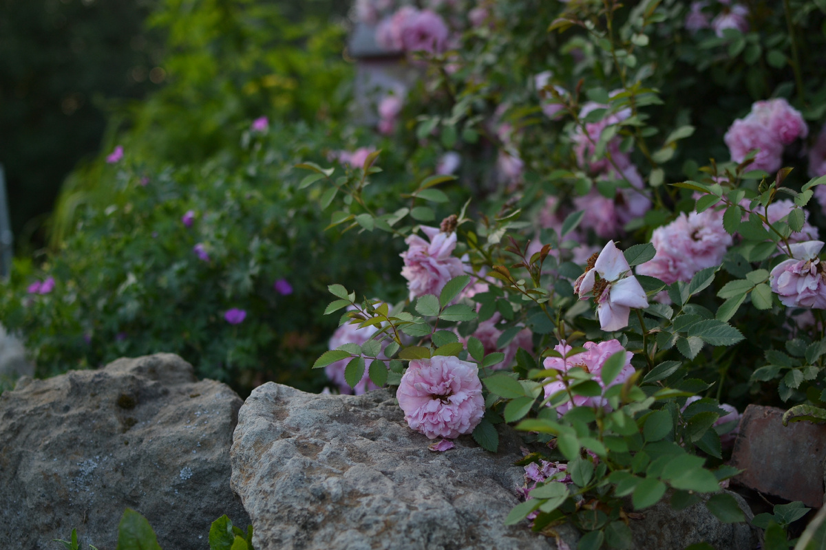 Роза Джон Дэвис. На фоне герань, предположительно кроваво-красная.