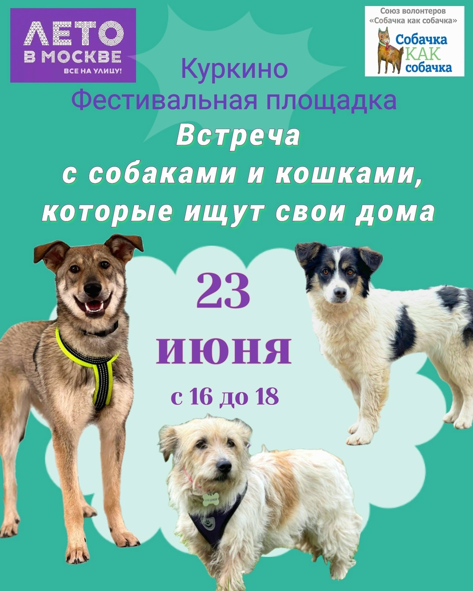 Ждём всех в воскресенье 23 июня на Фестивальной площадке в Куркино, где волонтеры Союза «Собачка как собачка» познакомят гостей со хвостатыми подопечными с целью найти им постоянную семью, дом.
Вас ждут Анфиса, Ками, Захар, Берта и кошечка Шанти.
Москва, Куркино, Соколово-Мещерская ул., 23