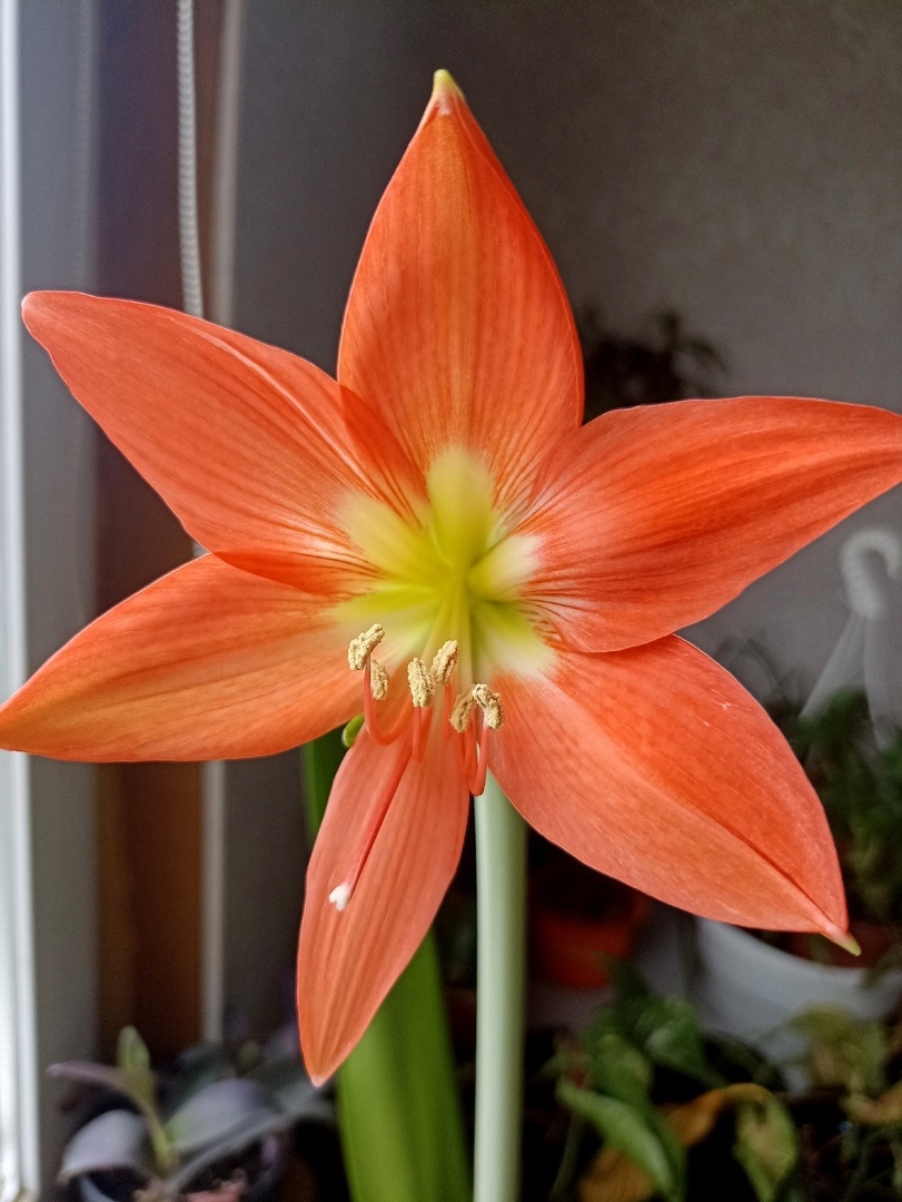 Цветущий гипеаструм