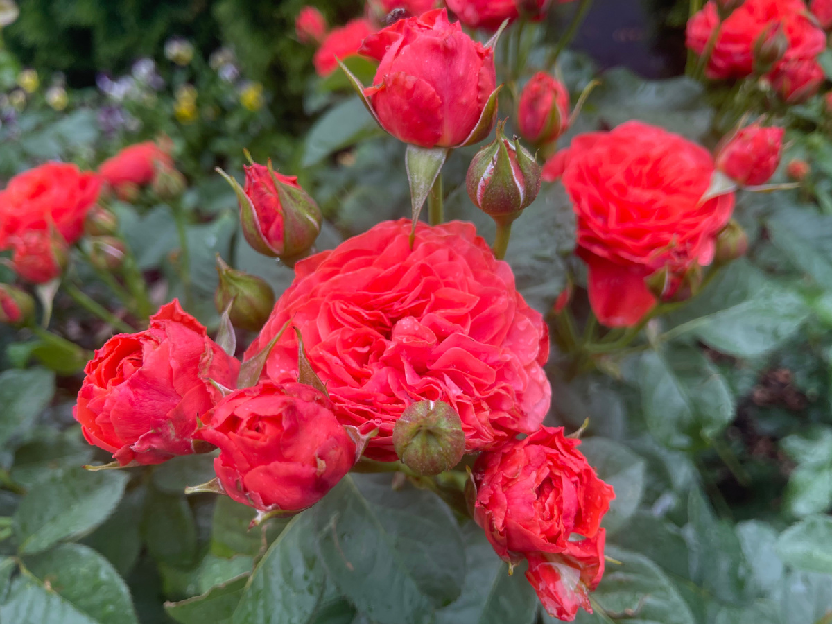 Флорибунда Леди оф Белград