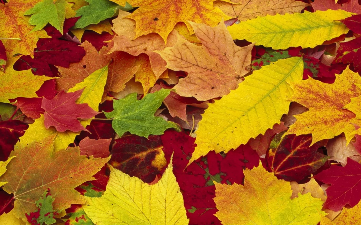 https://get.wallhere.com/photo/leaves-red-green-yellow-autumn-leaf-colors-palette-computer-wallpaper-deciduous-maple-tree-maple-leaf-allsorts-780210.jpg