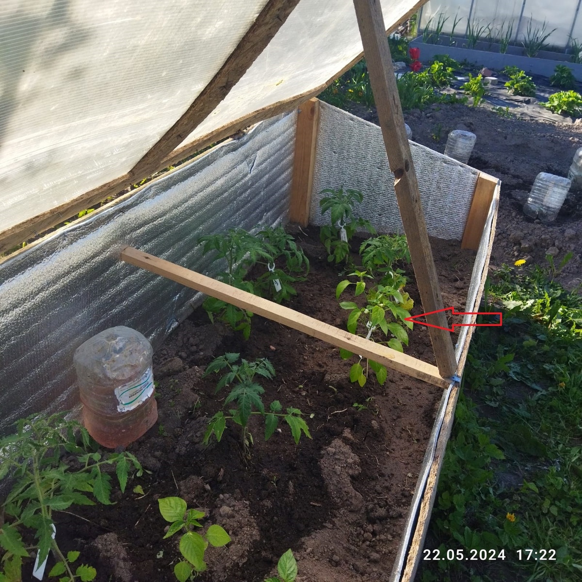 Красный Халапеньо показан стрелкой