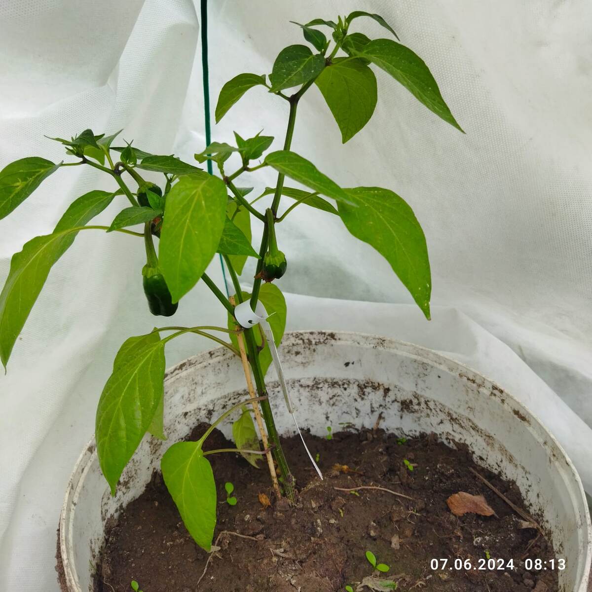 Ведро без дна