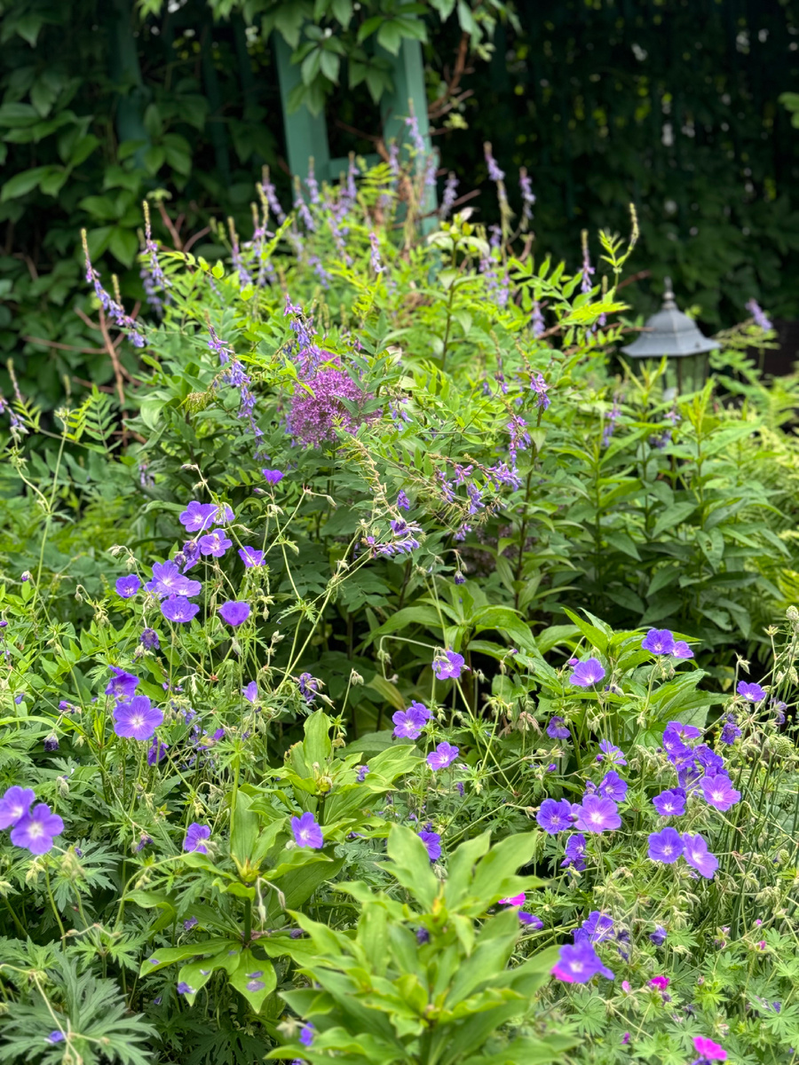 2. Часть главного цветника. На переднем плане герань гибридная Розанна (Geranium hybride Rozanne)