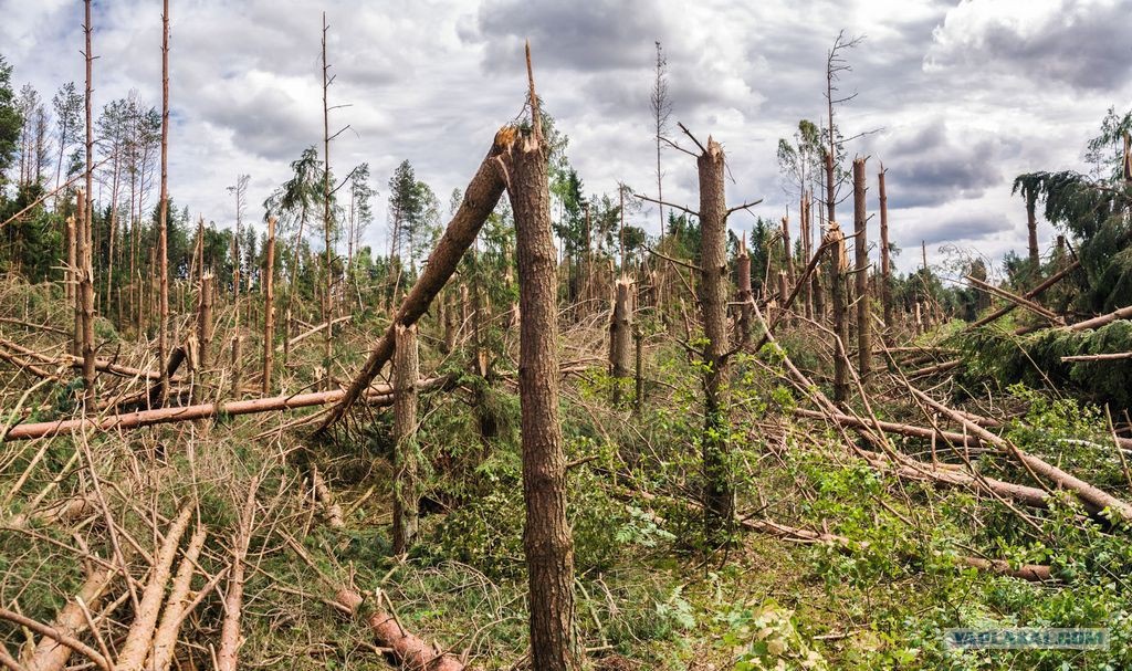 Фото взято здесь - https://triptonkosti.ru/30-foto/opisyvaya-zhutkuyu-kartinu-sostoyaniya-lesa-posle-himicheskoj-obrabotki-avtor-ispolzuet.html