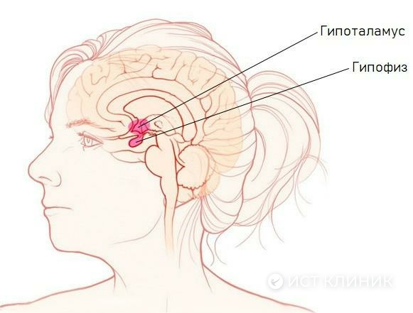 Повреждение гипофиза имеет серьезные последствия для здоровья