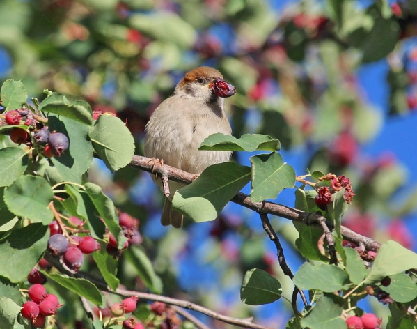 К сожалению, Каринка нравится не только людям. Один такой куст сведет с ума всех воробьев в округе! Фото: VK.com Типичная Йошкар-Ола от Петра Васильева/