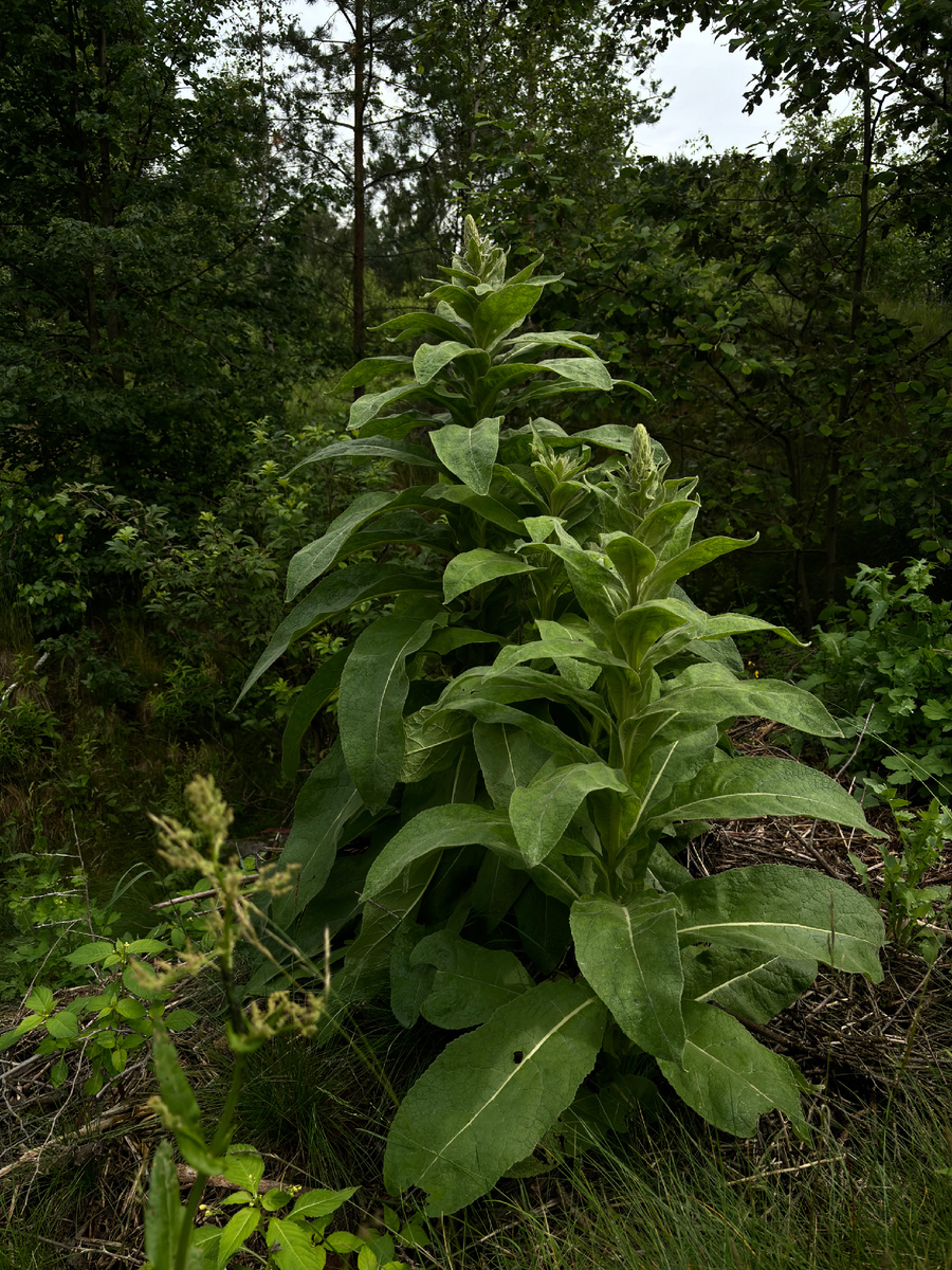 Помните это растение из ролика? Вырос на свалке. Некоторые его еще с щавелем сравнили, так вот он подрос и скоро будет цвести. Интересно как. А вот соседку аквилегию ктото выдрал.