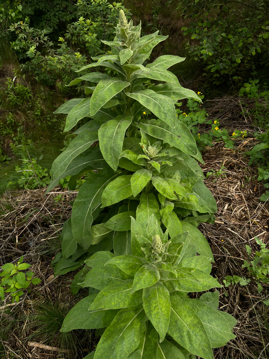 Может теперь кто-то знает что за растение такое?