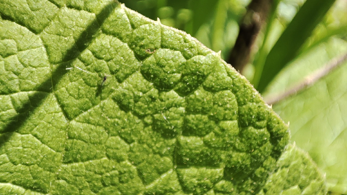 Лист лопуха