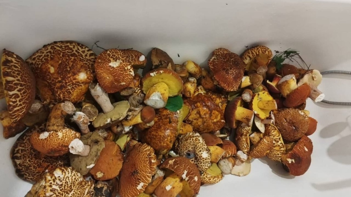     Источник: vostokmedia.com