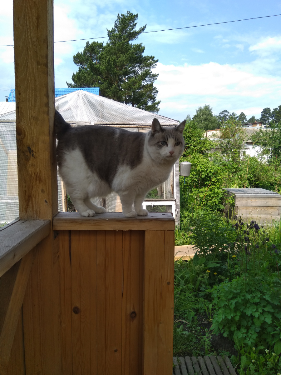 Фото автора 2023. Соседкина кошка с нами в беседке