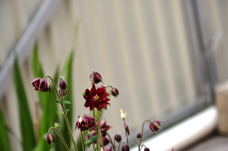 Цветение аквилегии в 2022 году