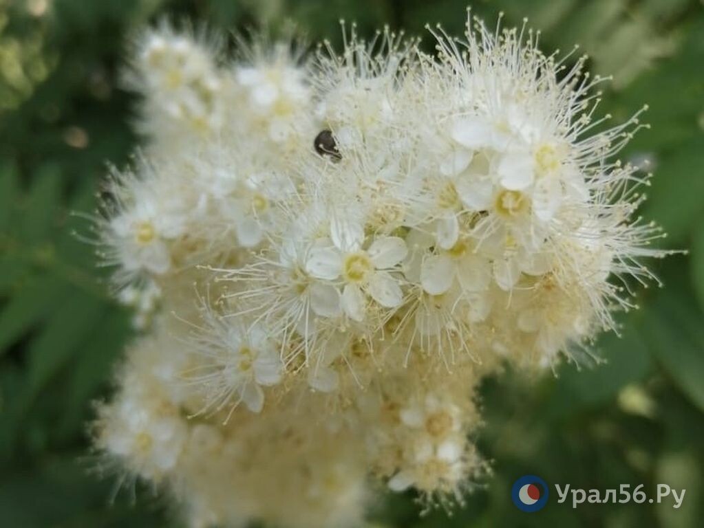    Ливни, дожди и грозы: Какая погода ждет Оренбургскую область в ближайшие выходные дни