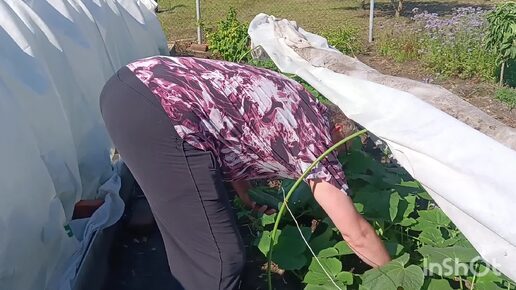 Белгородская область. 20:06:24г.Первый урожай🥒уборка сарая. Бройлер 2кг600.СИРЕНа🔊ураган🌪🌧🌈