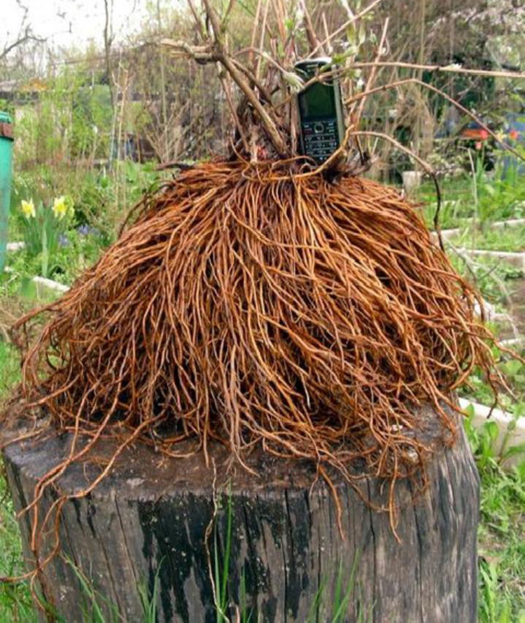 Корни старого клематиса. Фото из открытого источника  flowwill.ru
