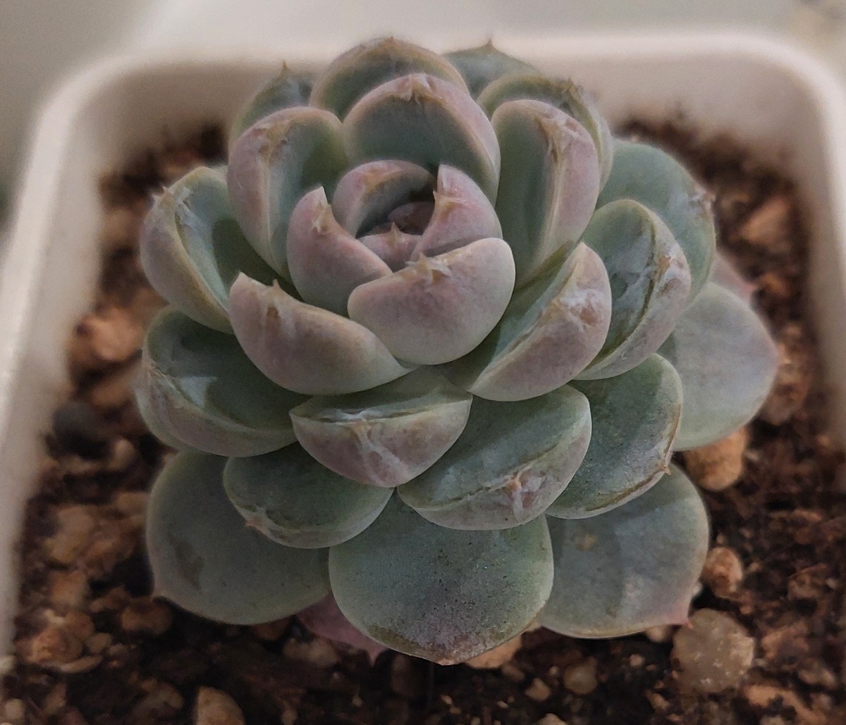 Эхеверия Тайни Бургер 