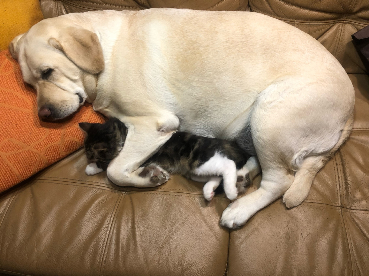 Лайма и Сонька нарушают стереотипы об особенностях собачье - кошачьей дружбы 