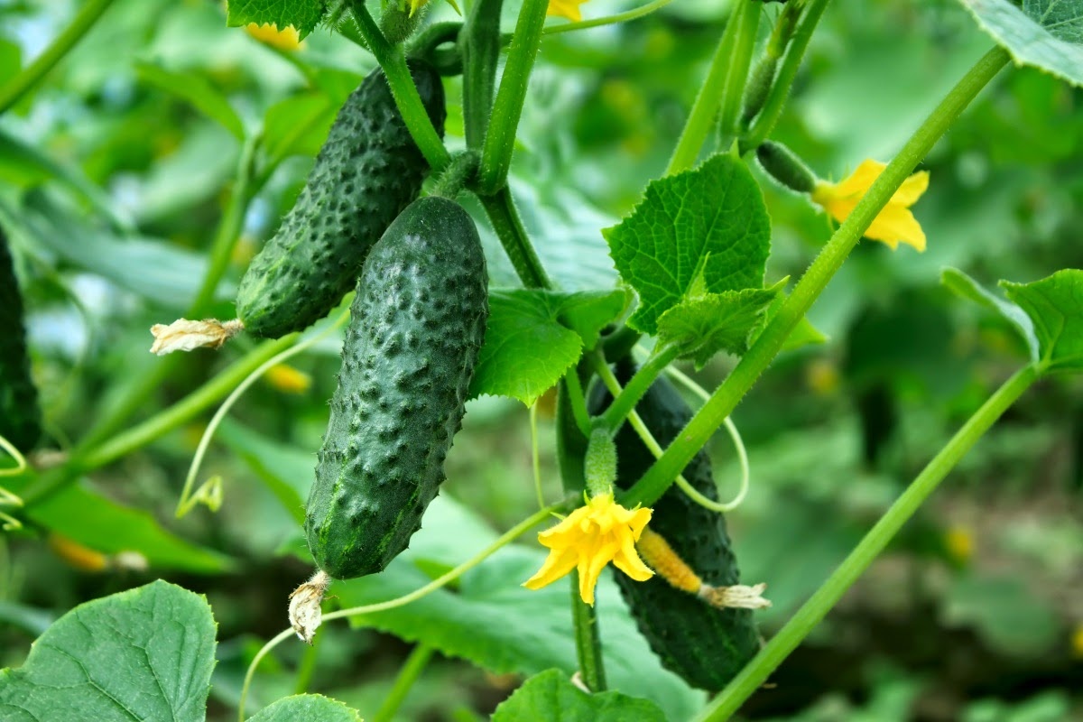 Создайте лучшие условия этому растению и оно подарит вам много вкусных плодов