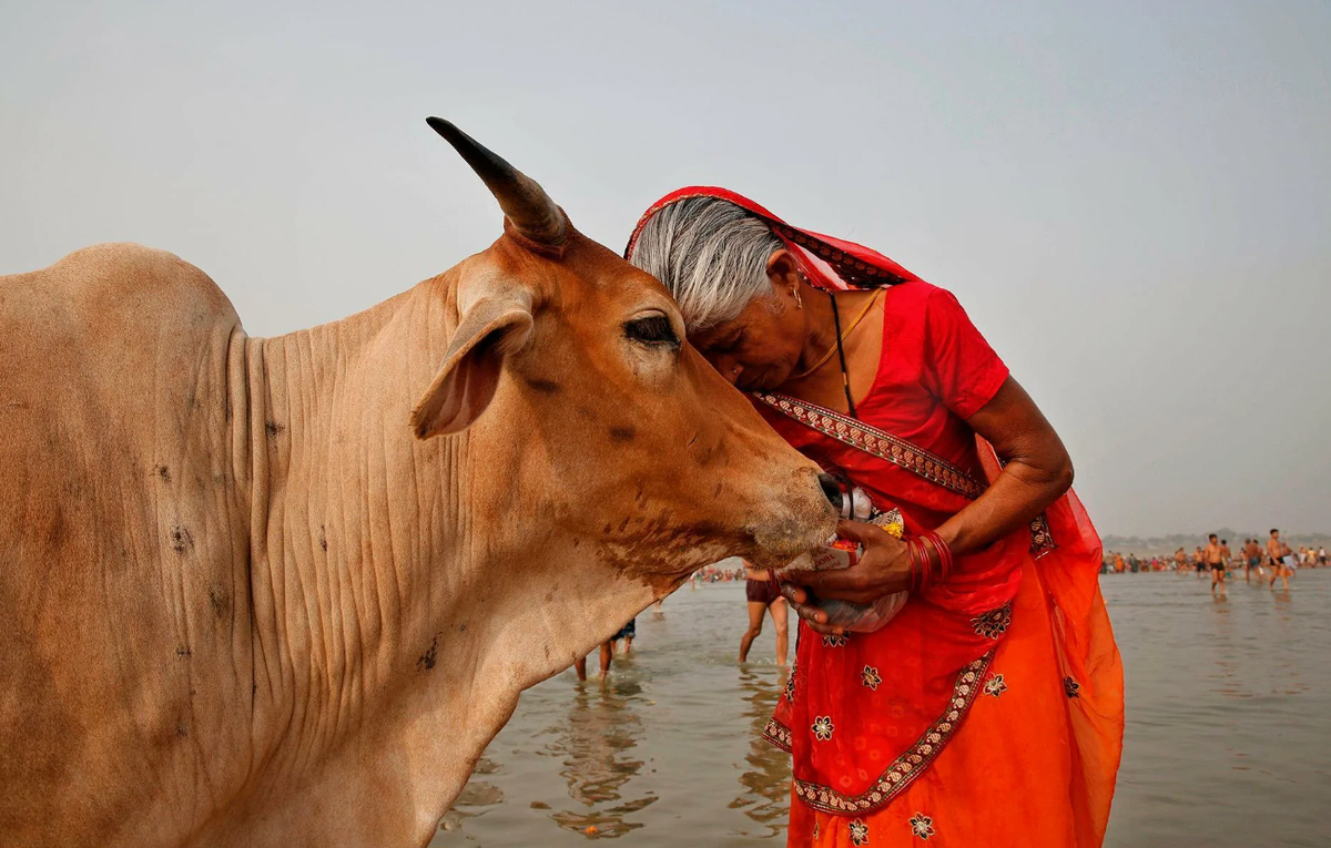 В Индии существует множество приютов для коров, где их содержат до естественной смерти. Индуисты избегают употребления говядины, считая, что это нарушает духовное равновесие.
