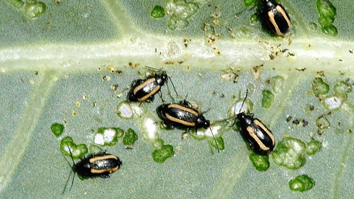 Под микроскопом выглядит блошка так