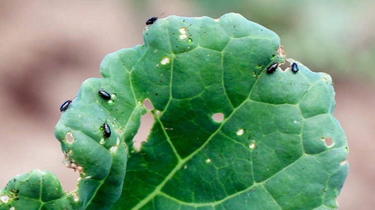 Внимательно осматривайте свои растения на участке на наличие вредителей