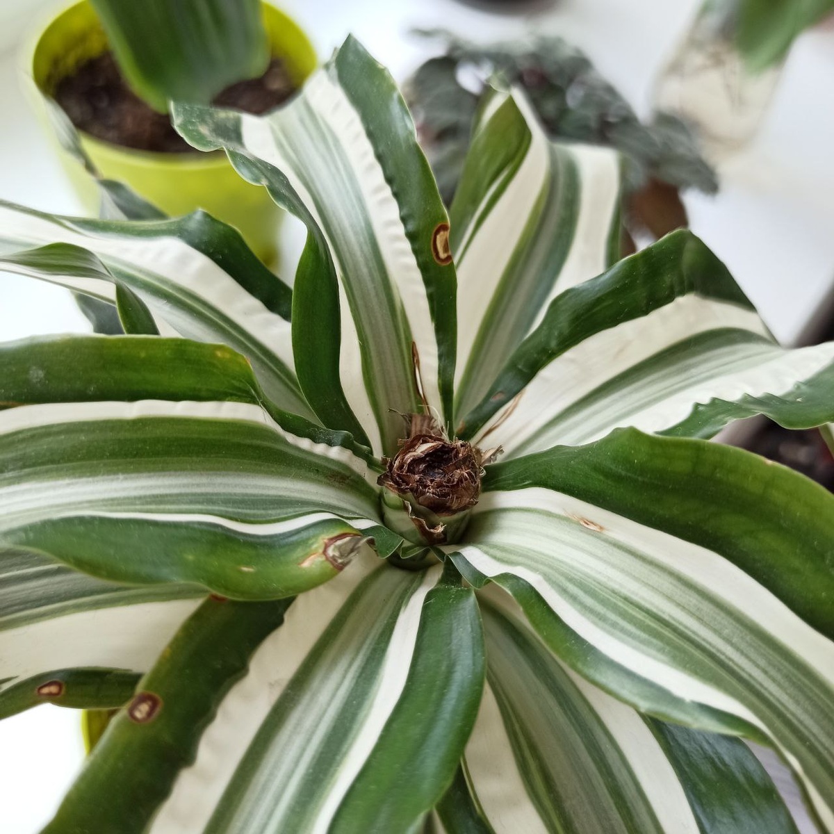 Ожог от прямых лучей солнца