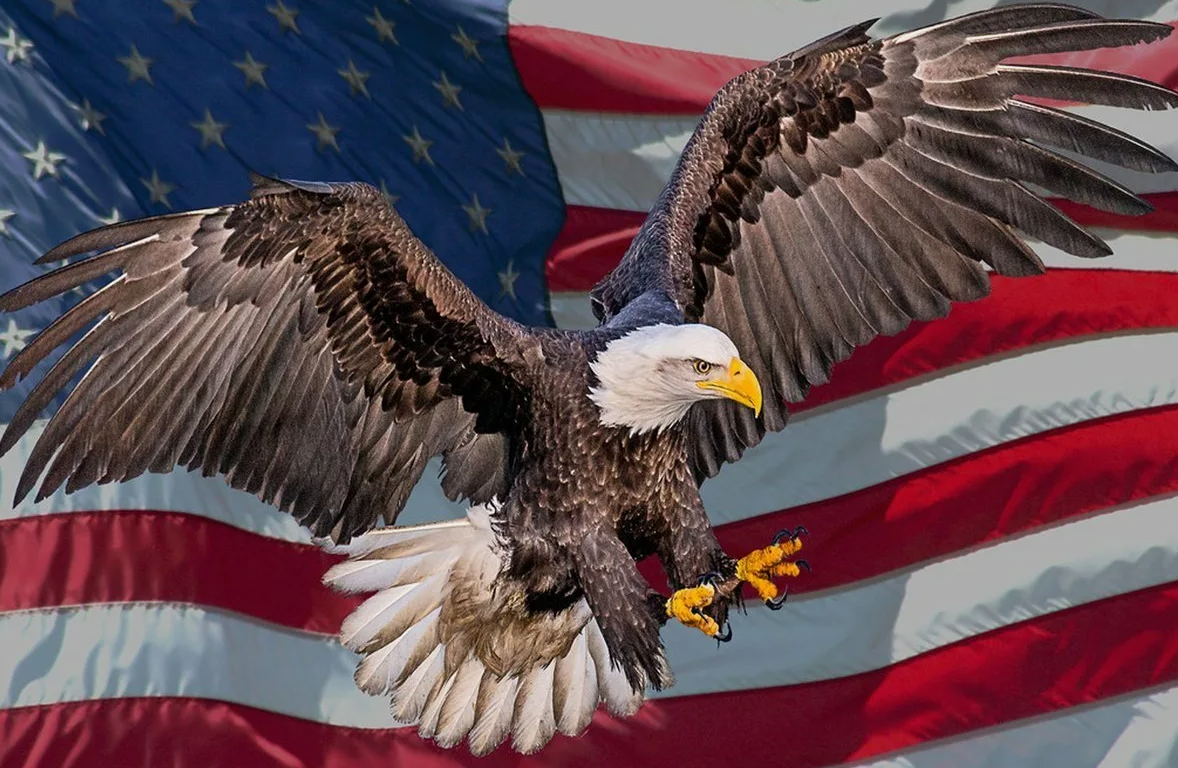 Белоголовые орлы строят одни из самых больших гнезд среди всех птиц, иногда весом до одной тонны. Они могут летать со скоростью до 160 км/ч и способны взлететь на высоту до 3 км.