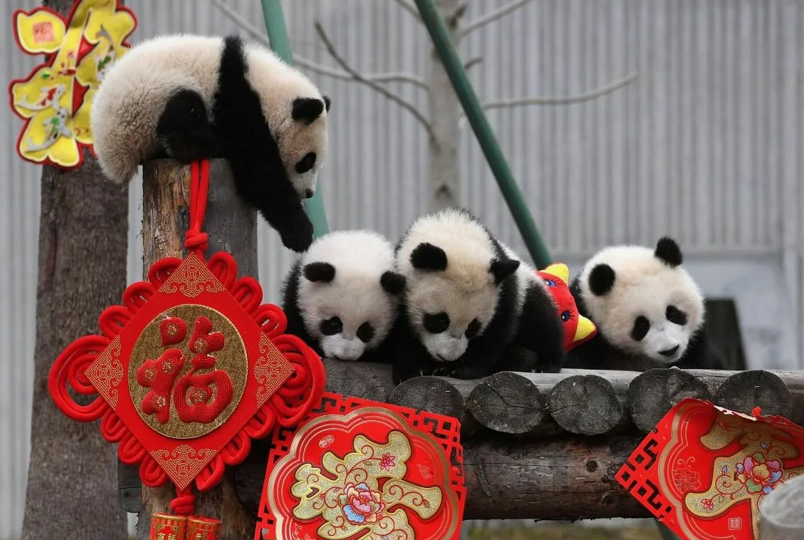 Панды могут потреблять до 14 кг бамбука в день и обладают шестым "пальцем", который помогает им удерживать стебли бамбука. Несмотря на их милый вид, панды являются мощными животными с сильными челюстями.