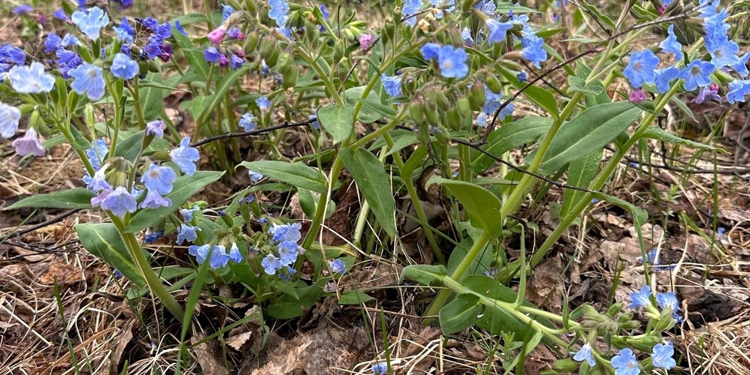 Медуница мягкая