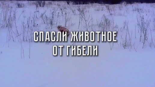 Спасди дикое животное от гибели! Добрые люди не оставили лесу в беде