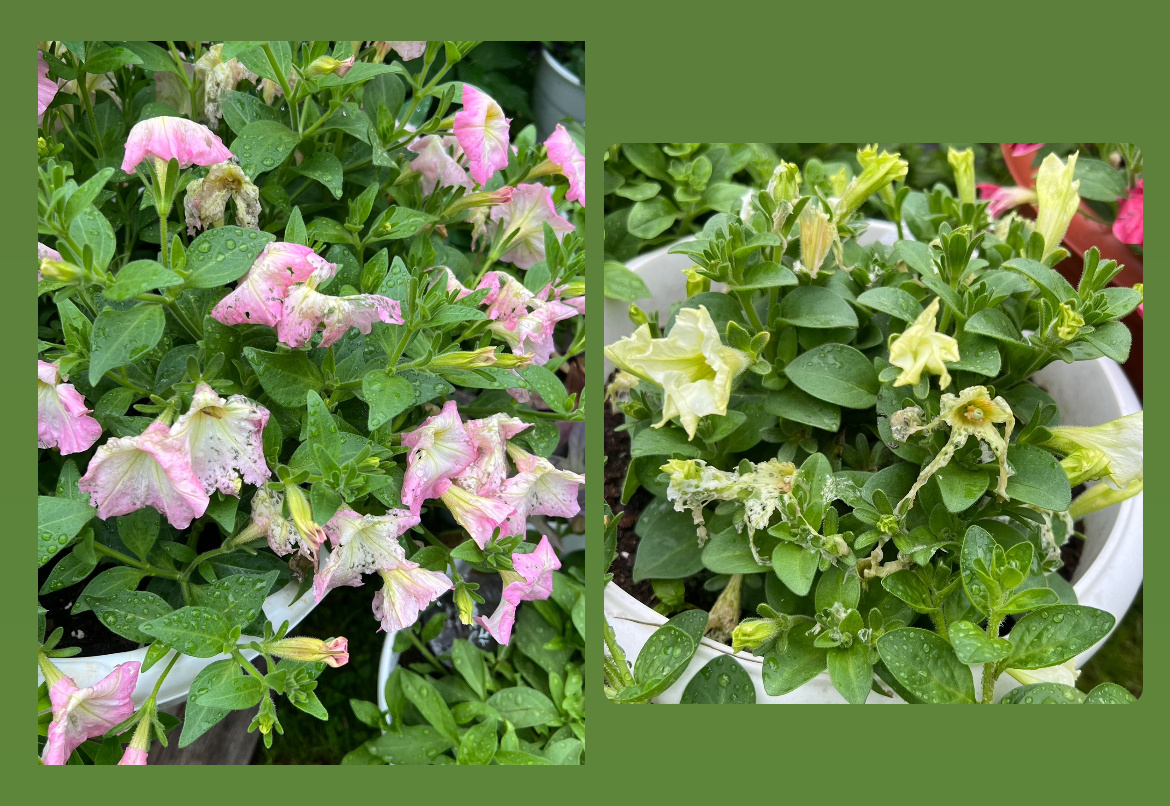 Все цветочки повреждены и загнивают, поэтому убираю все