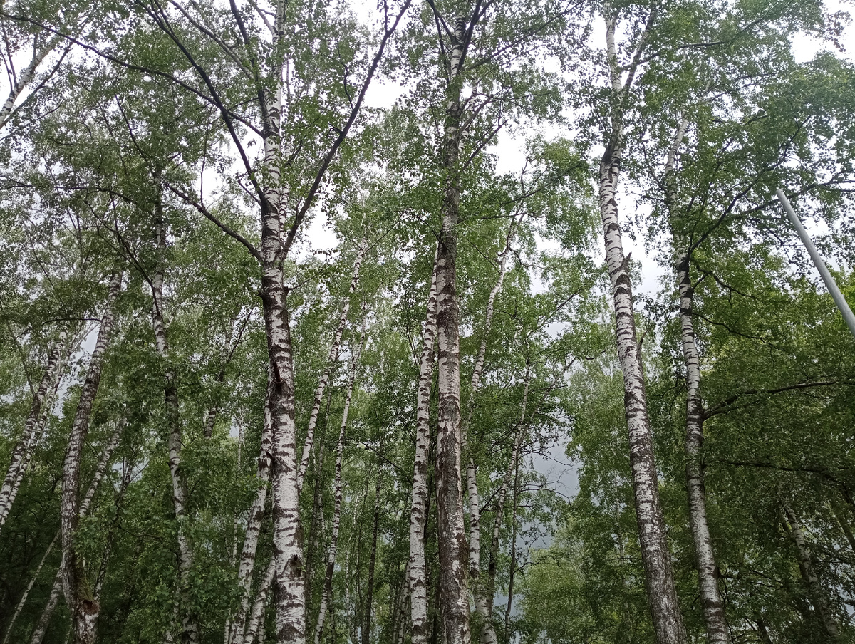 Туча подкрадывается