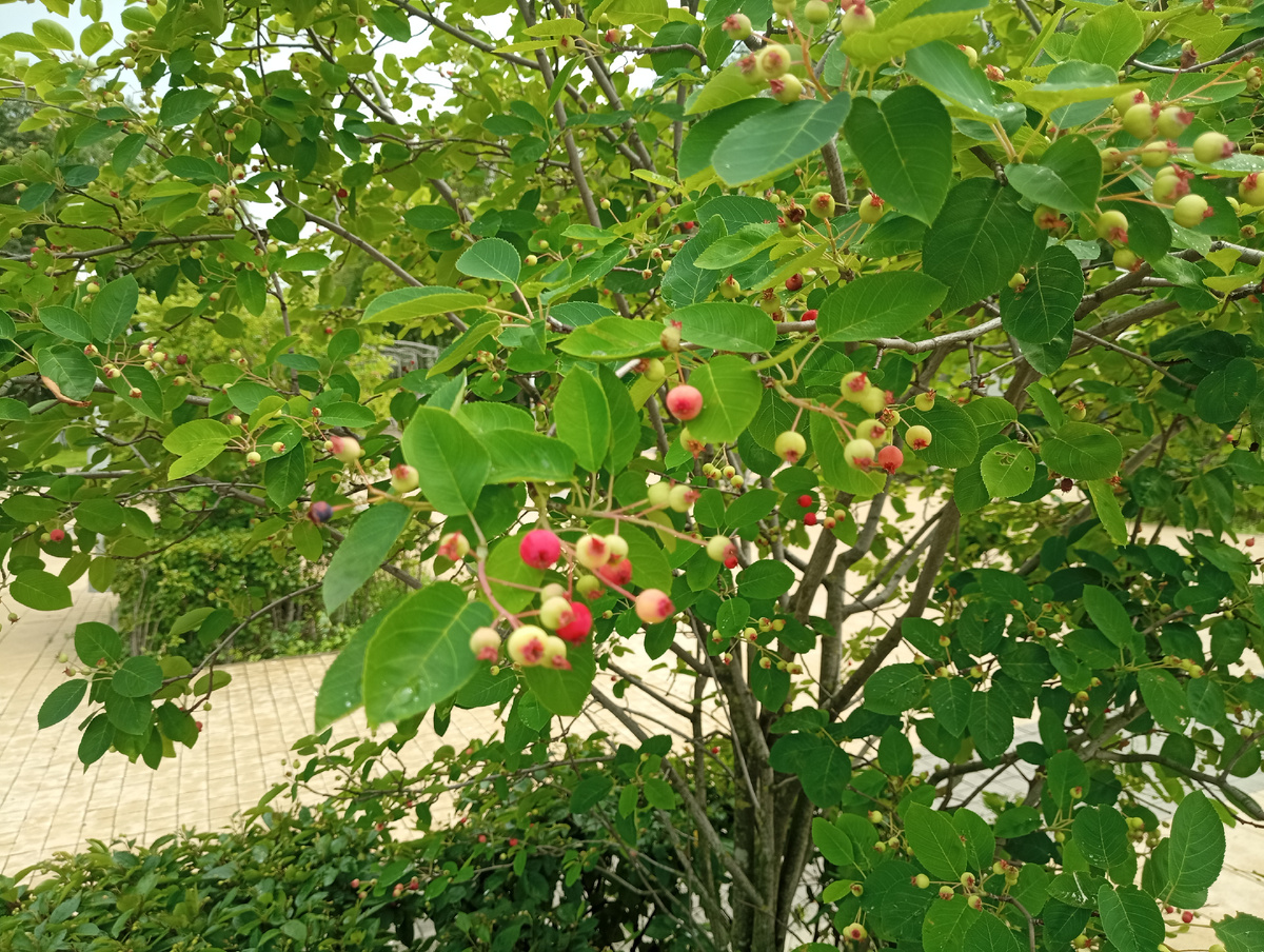 Иргу нашла!