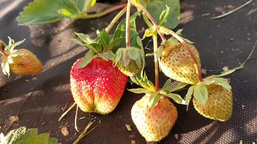 ПЕРВЫЙ урожай КЛУБНИКИ 🍓 