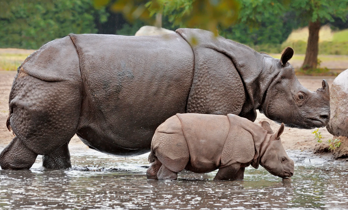 Яванский носорог с детенышем