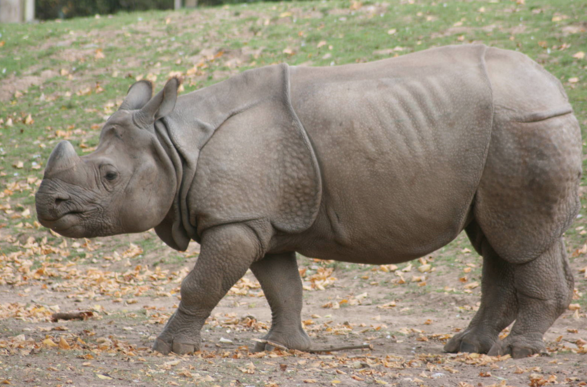 Яванский носорог