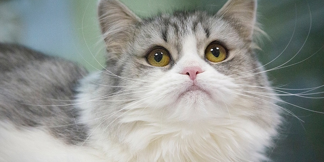 ❗ДОМА❗Красавица Анфиса спрашивает, не хватает ли в вашей жизни кошечки?