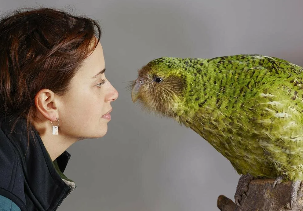 Какапо - самый редкий и древний попугай