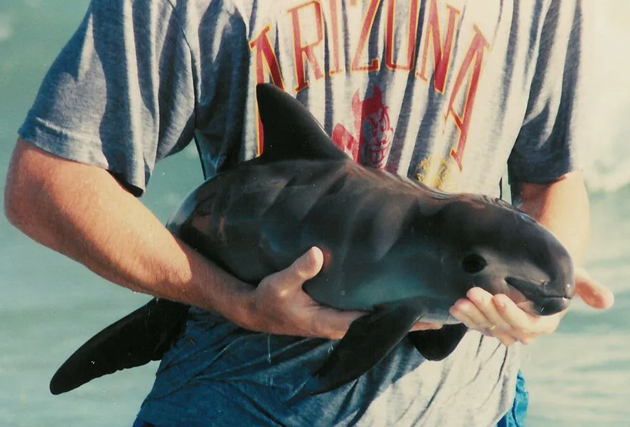 Калифорнийская морская свинья (лат. Phocoena sinus)