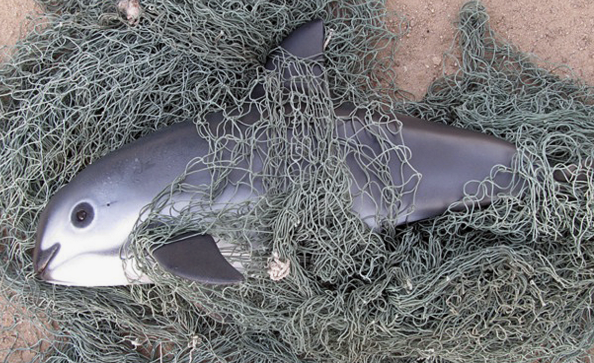 Популяция калифорнийской морской свиньи сокращается