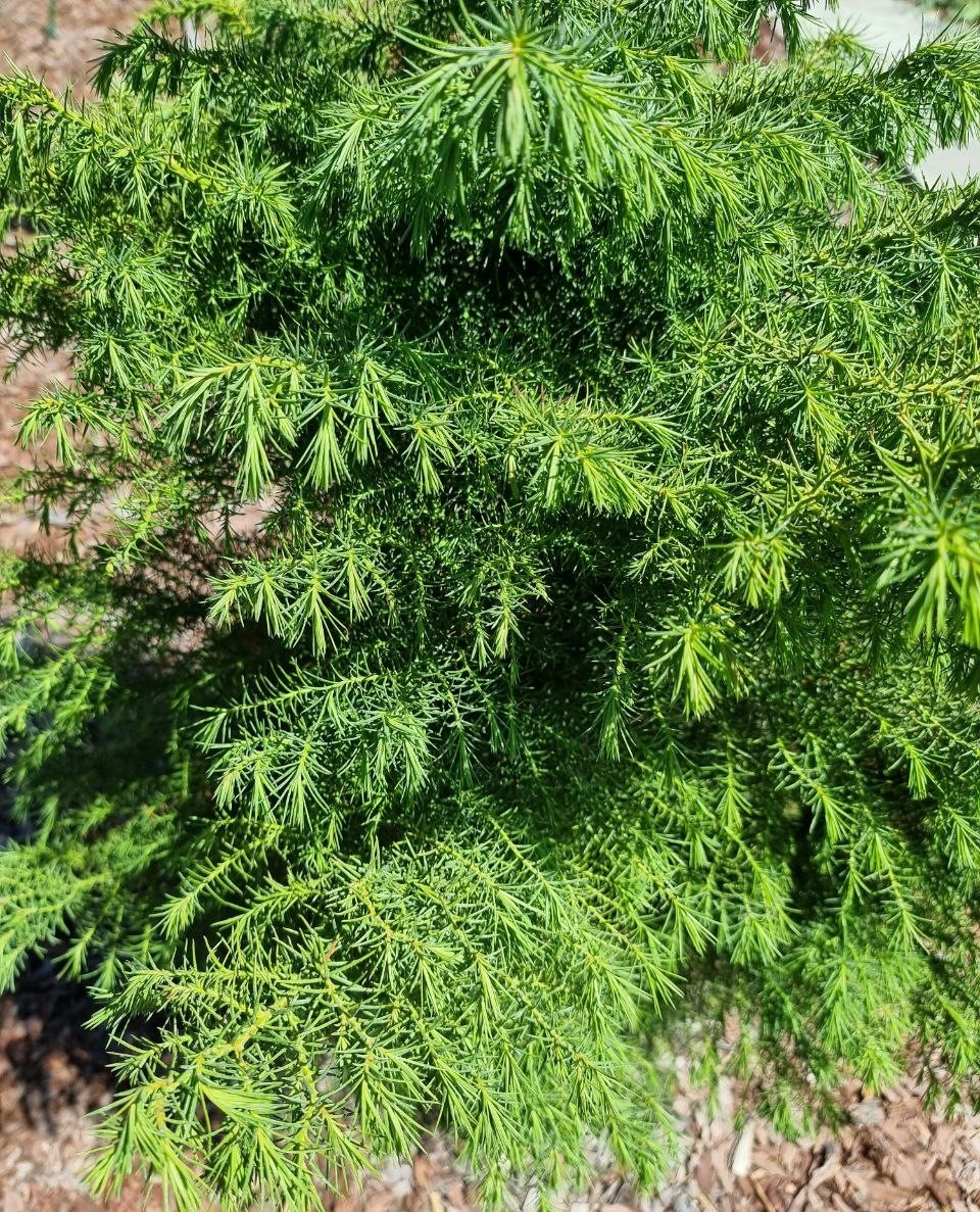 Cryptomeria japonica 'Elegans Viridis'. Анапа.