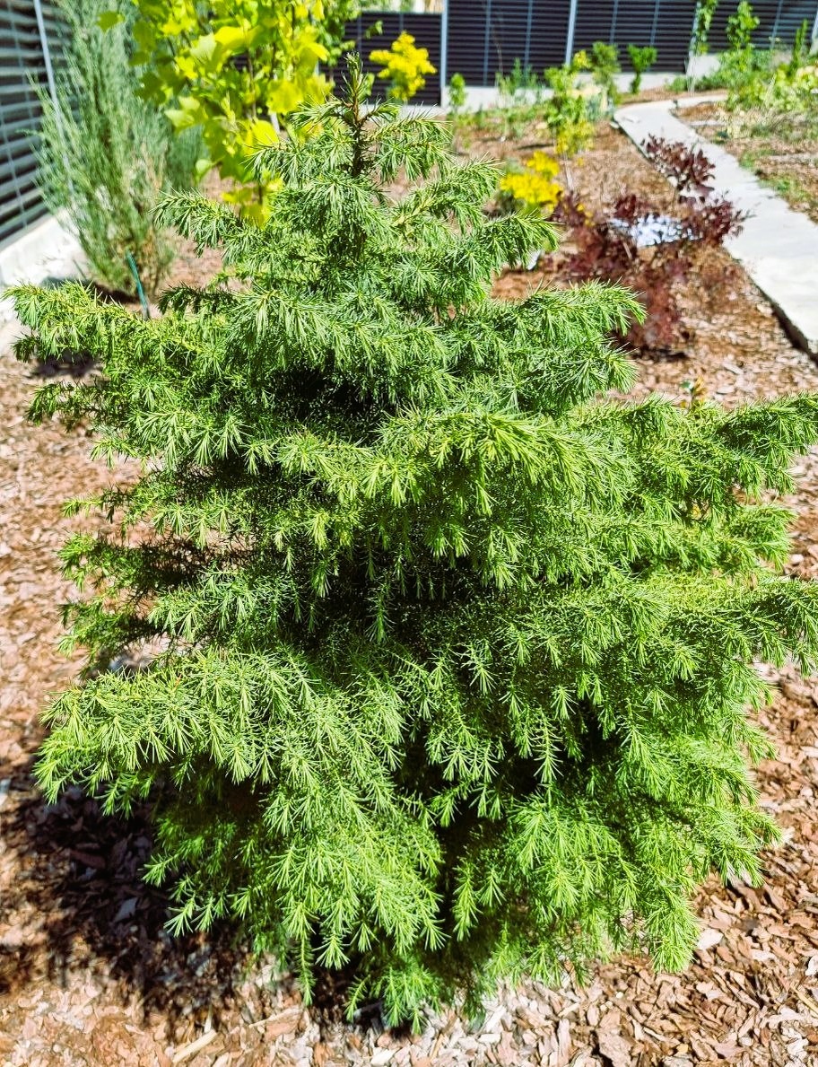 Cryptomeria japonica 'Elegans Viridis' в моем саду. Анапа.