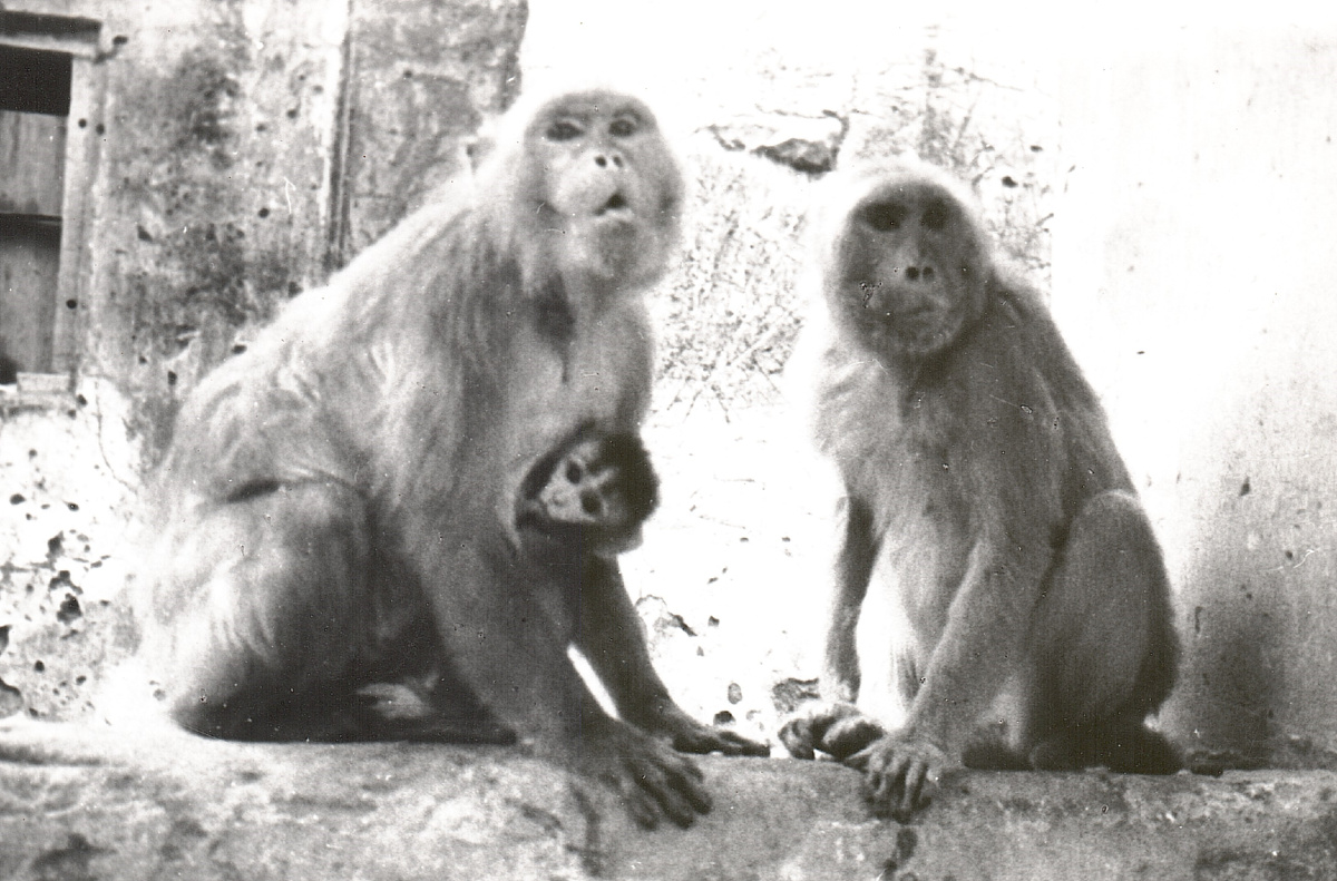 Это ХАНУМАНЫ. Милые и типа мирные. Однако с ними надо так же держат "ухо востро". В храме обезьян, где их тысячи и посетители кормят их всякой всячиной, которую специально для этих целей продают при входе, я попытался спрятать кулёк за спину, чтобы не приставали, так как хотел угостить конкретного индивидуума. Очень об этом пожалел. Они меня толпой окружили и наваляли так, что я бросил в них этот кулёк и еле убежал. Маленький был ещё... глупый и не пуганный. 