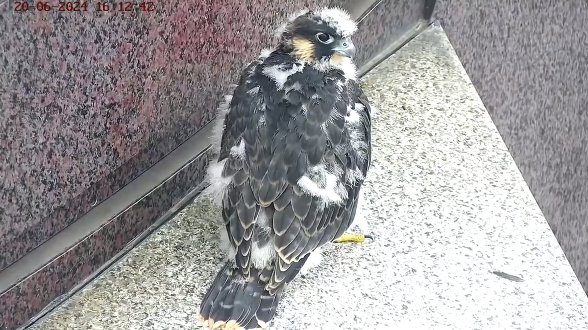 Взгляд хищника уже просматривается))