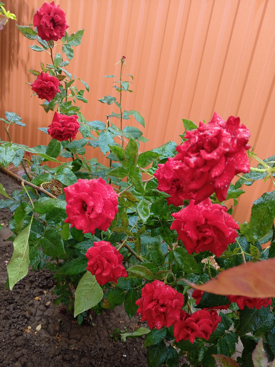 Наши розы после дождя